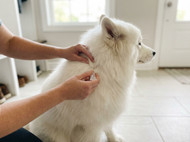 Best Flea Treatments for Dogs: Spot-On vs Chewable Options