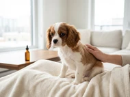 When to Start Flea and Tick Treatment on Puppies (and What to Choose First)