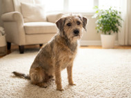 Valuheart Review: Is It Worth It for Your Dog?