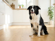 5 Warning Signs of Dental Disease in Pets