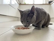 Wet vs Dry Cat Food: What Vets Actually Recommend
