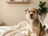 Why 4CYTE Is a Popular Choice for Pet Owners