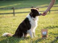 Why Cartiflex Is a Popular Choice for Pet Owners