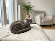 Why Kleo Is a Popular Choice for Pet Owners