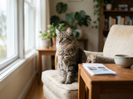 Why Milbemax Is a Popular Choice for Pet Owners