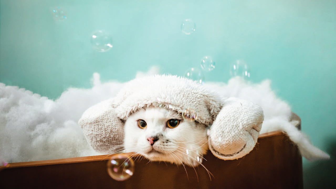 How to Bathe a Cat: A Complete Guide