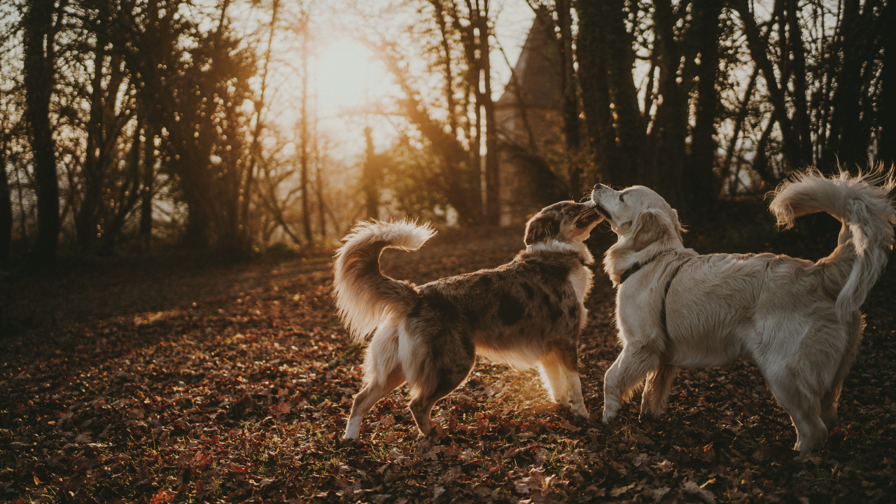 5 Reasons Why Your Pet Needs a Playmate