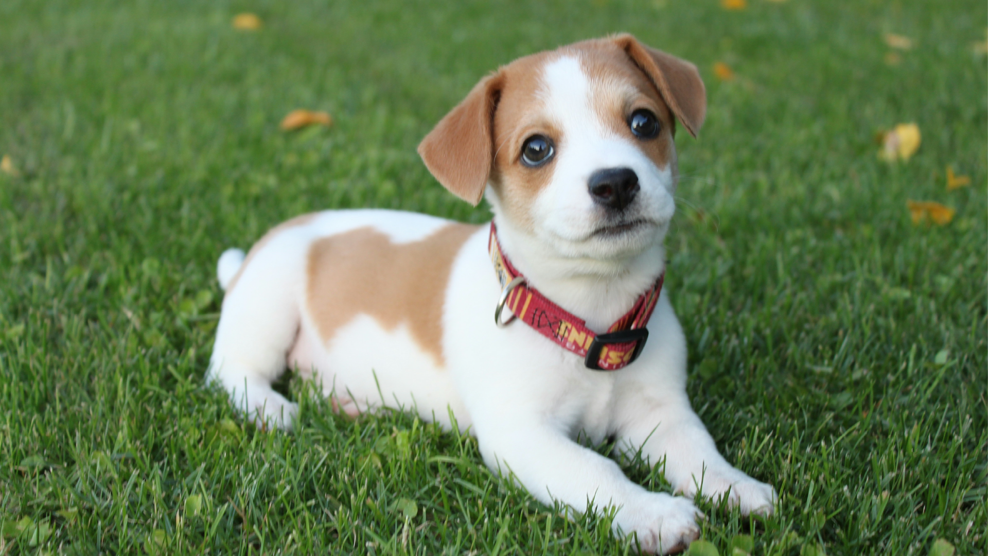 Mastering Toilet Training for Your Dog or Puppy: A Complete Guide