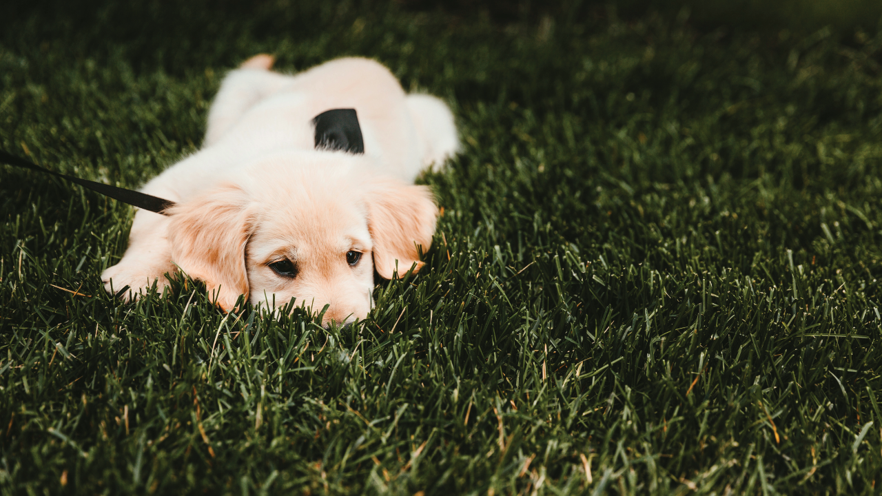 Why Do Dogs and Cats Eat Grass?