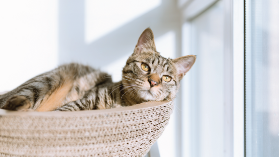 冬の猫のエンリッチメントのヒント