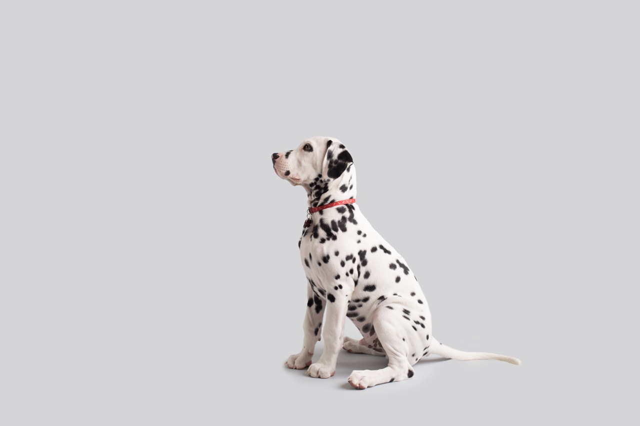 the-importance-of-training-your-dog-benefits-and-tips-sierra-pet-meds