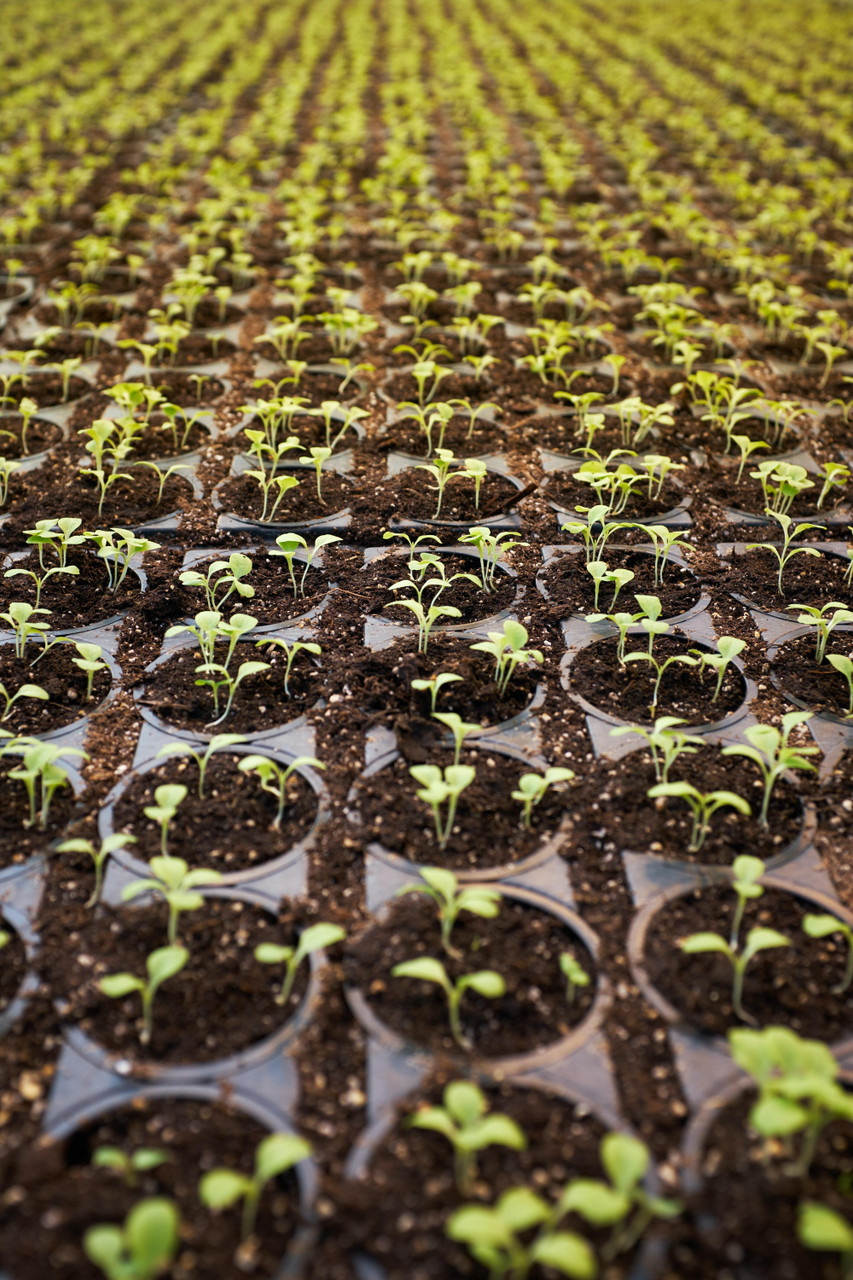 INDOOR AGRICULTURE