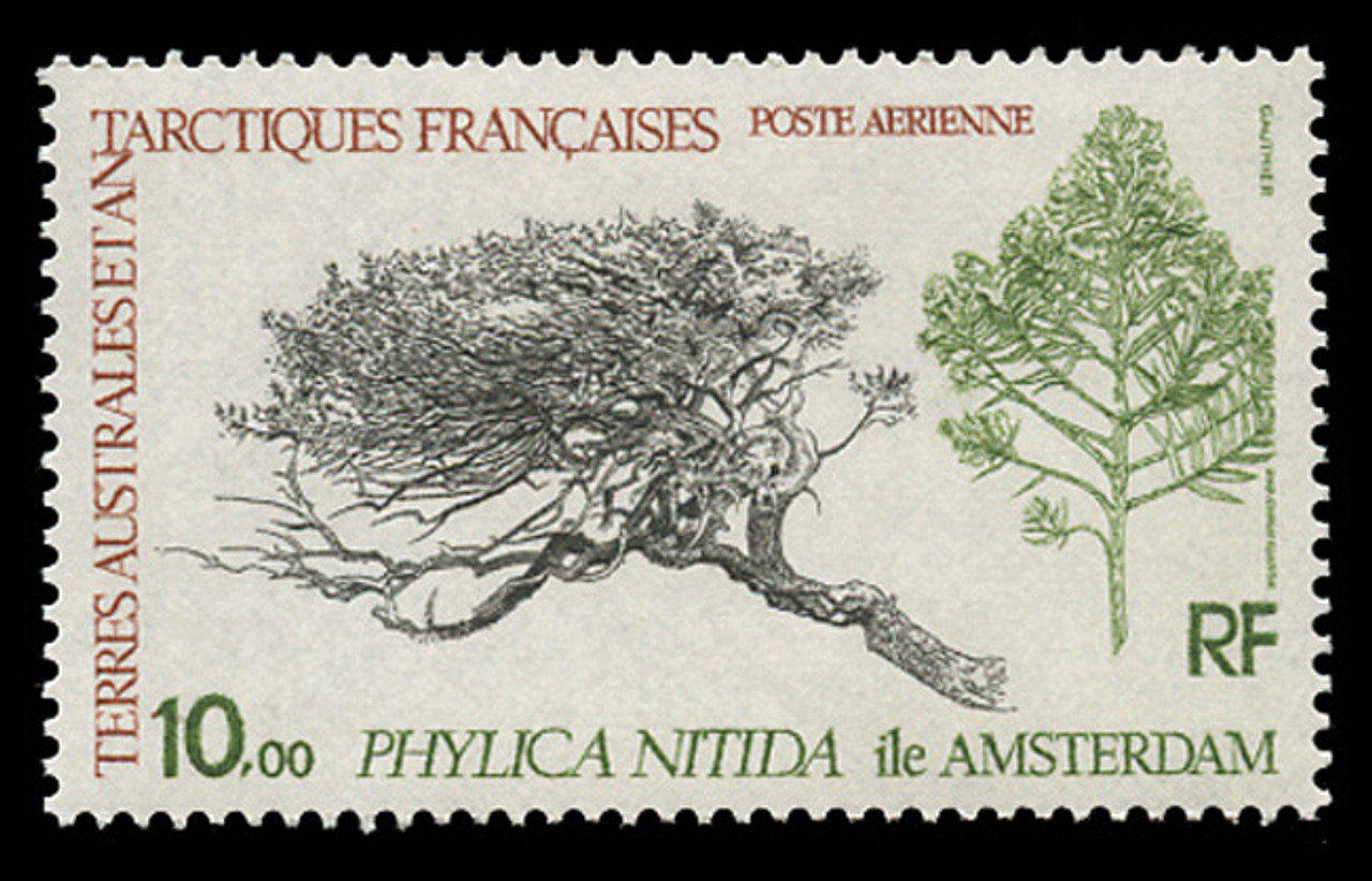 FSAT Scott # C  59, 1979 Tree - Phylicia Nitida, Amsterdam Island