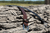 JM4 Casual Workman's Belt — Single-Layer Full Grain Leather Gun Belt, Handcrafted in Abilene, Texas