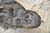 1) DD-4 Mercedes-Benz OEM 203-820-21-61 Headlamp HELLA 150845-00 LI From: W203 C230 2002 C-Class L Left. C240, c320, c32, c230 sedan. Sedan, wagon, without xenon lamps. Euro All Parts