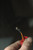 Porsche VW 600937711B (USED) 600 937 711 B OEM POWER CONNECTOR RED 1 OF SIX CONNECTIONS FROM: 2006 Porsche Cayenne 4dr 6-Spd Manual
