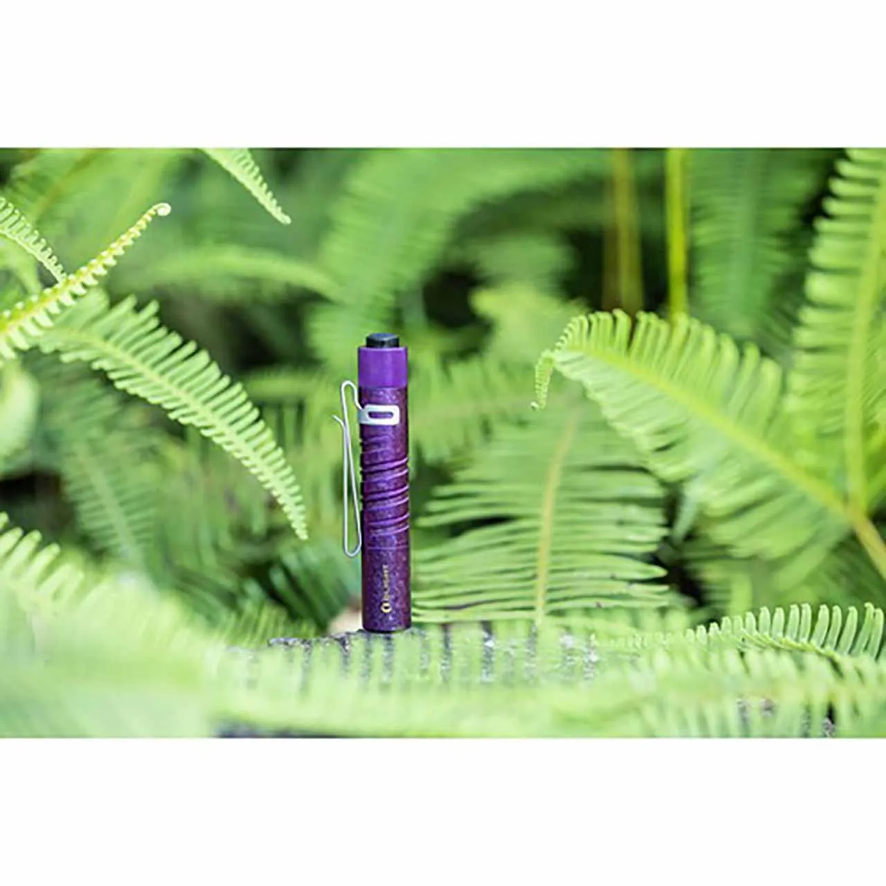 Olight i3T Titanium Periwinkle Purple Limited Edition 180 Lumen LED Torch standing amidst green ferns.