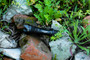 Manker Striker compact 2300 lumen tactical LED torch