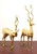 Mid 20th Century Large Brass Standing Antelope Sculptures - Pair