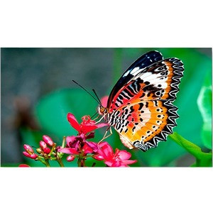 NEC Display 49" Ultra-Narrow Bezel Professional-Grade - UN492S