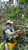 Colombia Génova Quindío Caturra