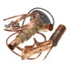 ClimateMaster-33B0015N02 Image 3