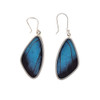 Large blue Morpho butterfly wing sterling silver earrings. 