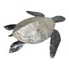 Capiz Shell Loggerhead Sea Turtle side view