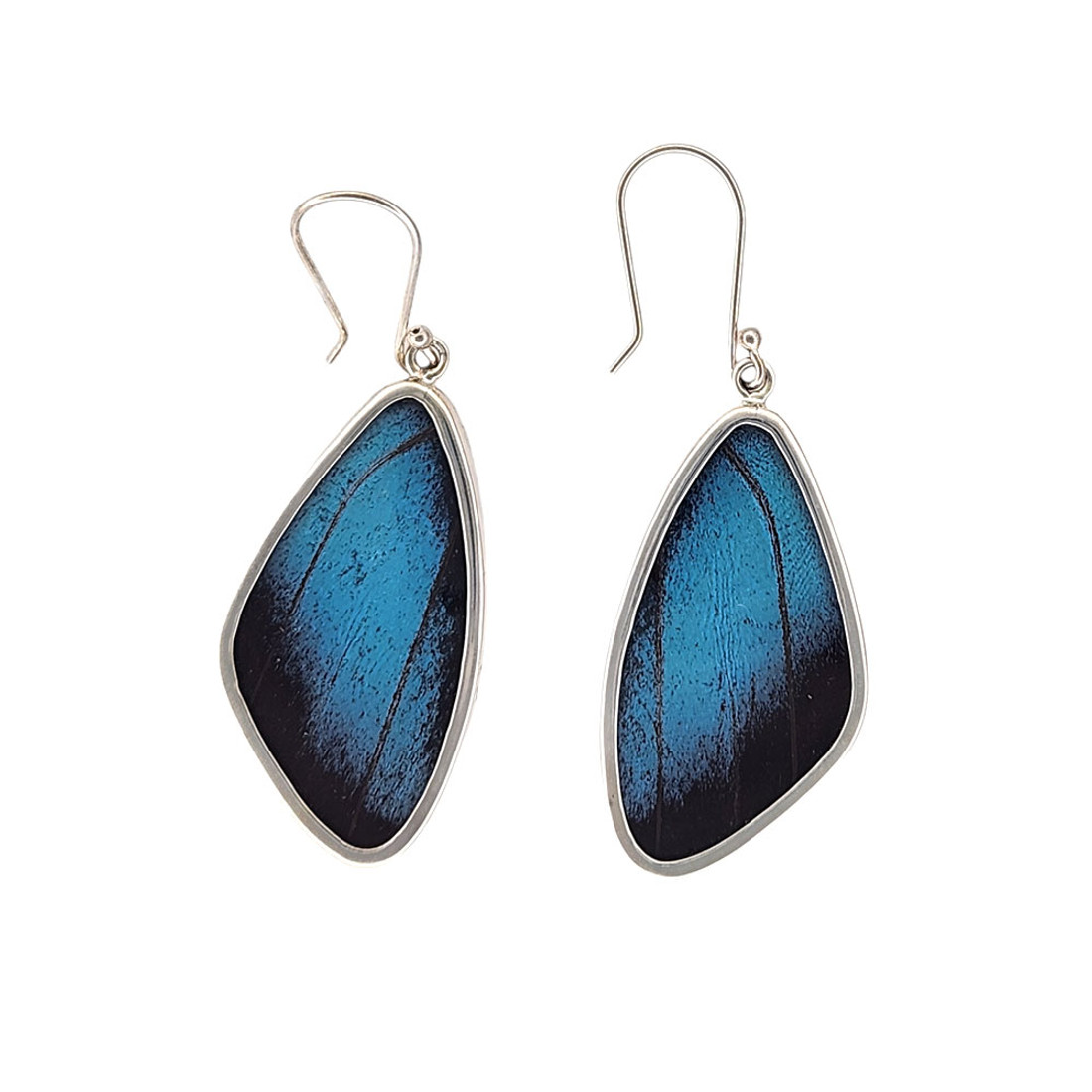 Large blue Morpho butterfly wing sterling silver earrings. 