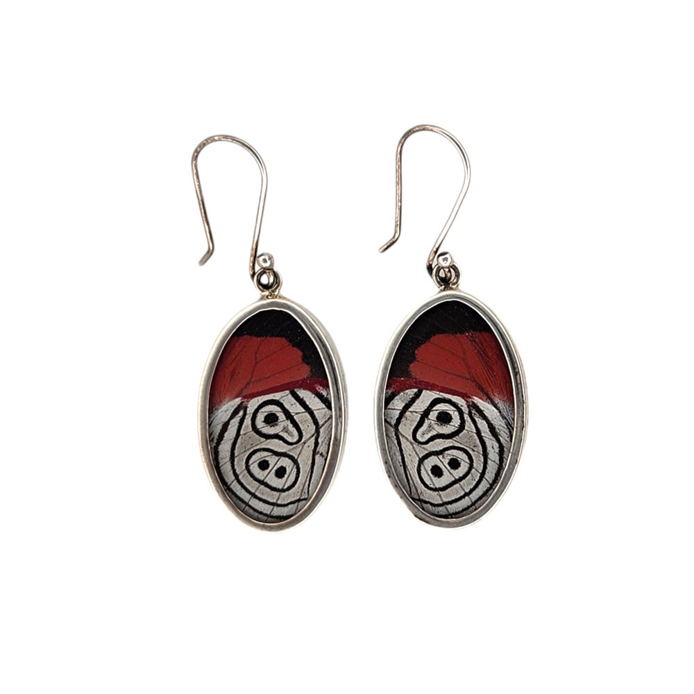 Frontside of Diaethria Clymena butterfly wing earrings. 