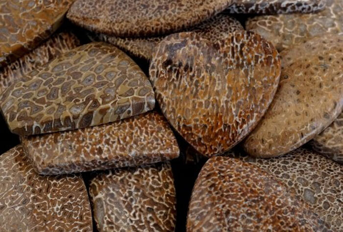 dinosaur-bone.jpg dinosaur-bone.jpg