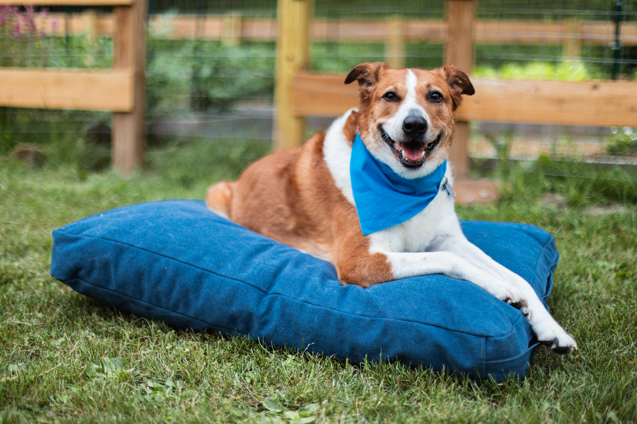 Denim Diy Durable Dog Toys Pet Toy Rope Sausage Hot Dog Kmart