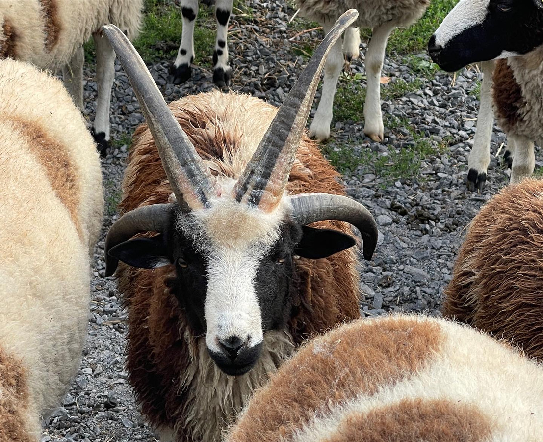 Fall Festivals Fall Festivals