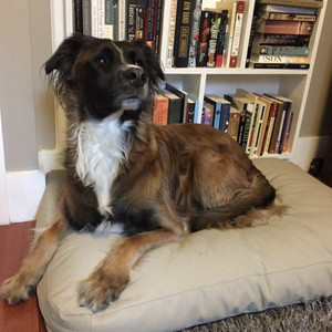 organic wool dog beds