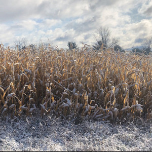 Frozen Fields Frozen Fields