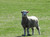 Sheep in a grassy field.