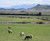 Sheep grazing in a field below mountains.