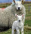 Cheviot sheep Cheviot sheep