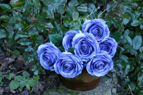 Rose Bunch Blue Rose Bunch Blue