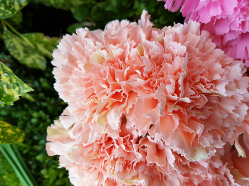 Natural Peach Carnation Bush Natural Peach Carnation Bush