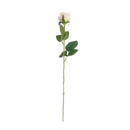 Buckingham Rose White Buckingham Rose White