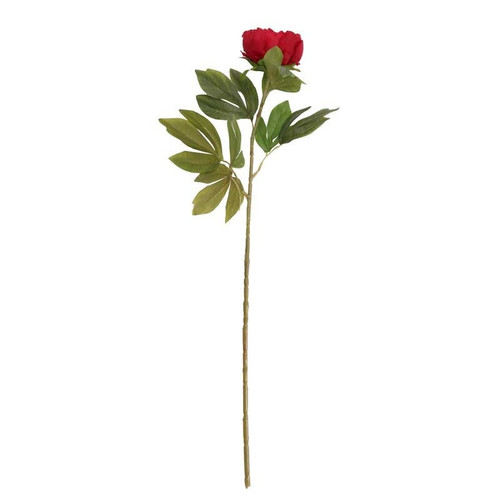 Peony Red Peony Red