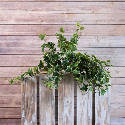 Sandringham Ivy Bush 71cm x238 Leaves Variegated Sandringham Ivy Bush 71cm x238 Leaves Variegated