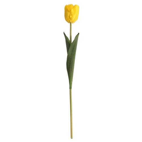 Tulip Yellow Tulip Yellow