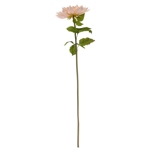 Queen Chrysanthemum Peach Queen Chrysanthemum Peach