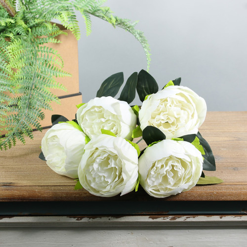 Ivory Arundel Peony Bush Ivory Arundel Peony Bush