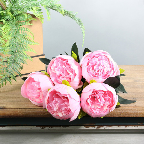 Pink Arundel Peony Bush Pink Arundel Peony Bush