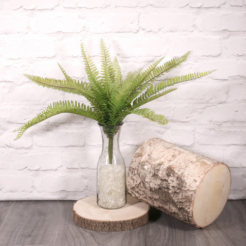 Boston Fern (50cm) Boston Fern (50cm)