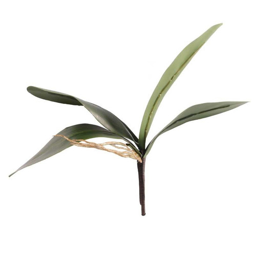 Phalaenopsis Leaves Green Phalaenopsis Leaves Green