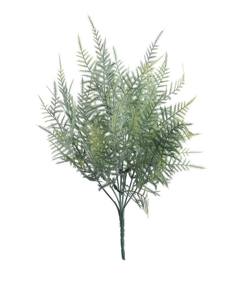 Asparagus Fern Bush (38cm) Asparagus Fern Bush (38cm)